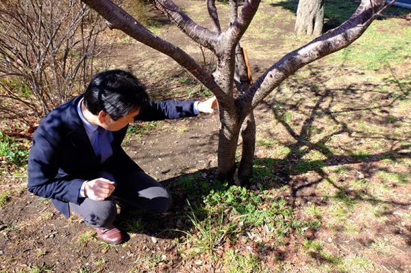 樹木の診察はまず根元から