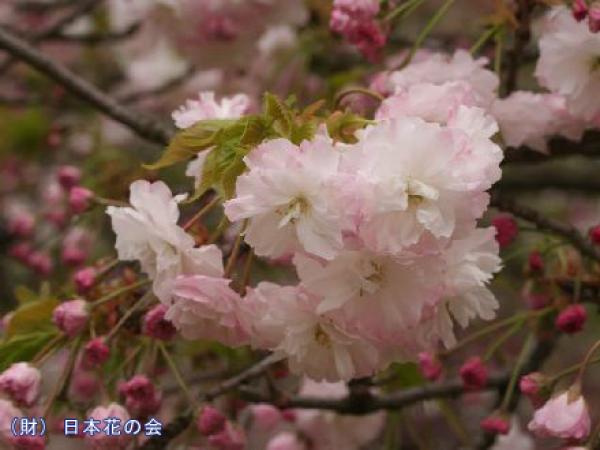 松月。八重咲きで、花びらの内側から外側に向かってピンクのグラデーション（写真提供：日本花の会）