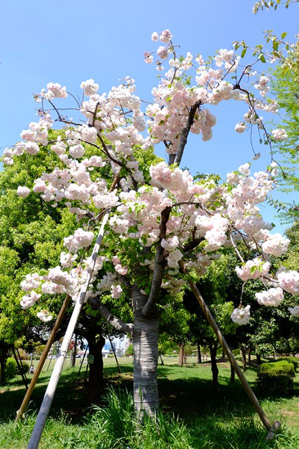 満開に咲く松月（4月10日、桃井原っぱ公園）