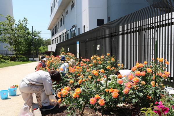 工場西側の広場にある「アンネ・フランクのバラ花壇」。「杉並清掃工場アンネ・ロザリアンの会」と工場職員が丁寧に育てている