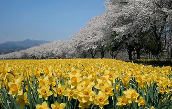「岩井親水公園」では、４月中旬に約30万本のラッパ水仙と桜が咲く風景が見られる（写真提供：コニファーいわびつ）