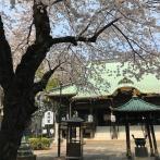 祖師堂の緑がかった屋根をバックに桜が映える