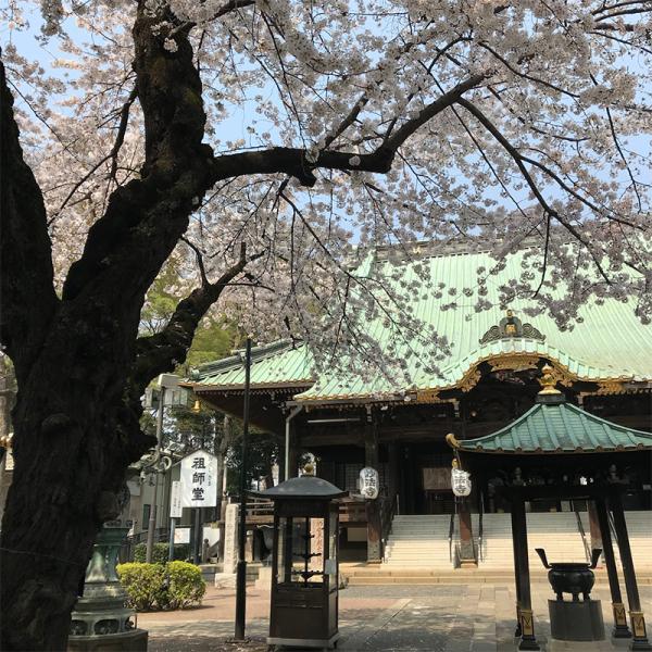 祖師堂の緑がかった屋根をバックに桜が映える