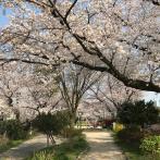 小さな子供連れでも気兼ねなく花見が楽しめる