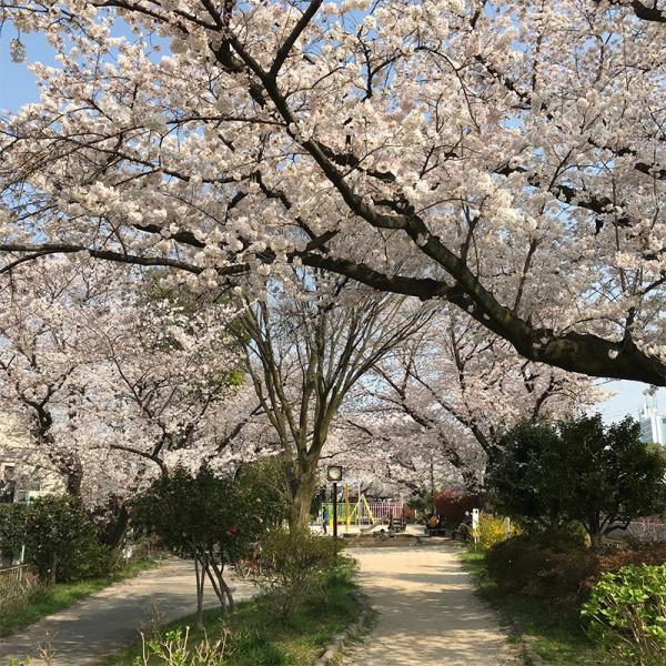 小さな子供連れでも気兼ねなく花見が楽しめる