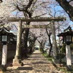 入り口の鳥居から奥に向かって桜並木が続く