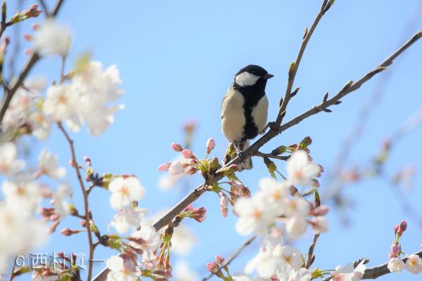 シジュウカラ