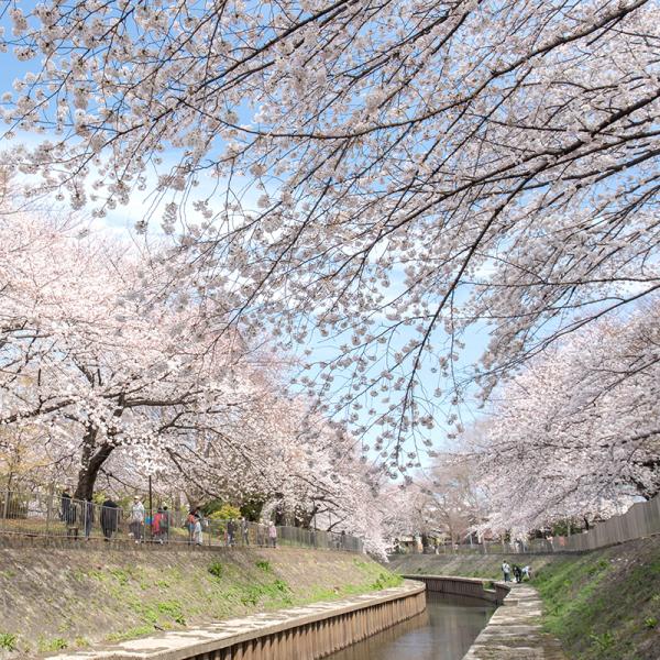 多くの花見客が訪れる、区内屈指の桜スポットでもある