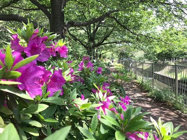 季節の花々が川沿いの遊歩道を彩る