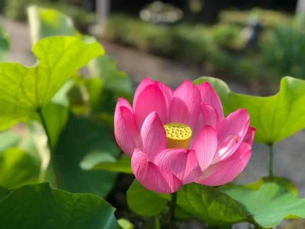 夏に見頃を迎える蓮の花（写真提供：長善寺）