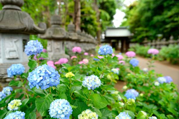 アジサイ（撮影日：2019年6月5日）