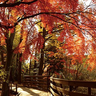 紅葉で赤く染まった公園内の遊歩道