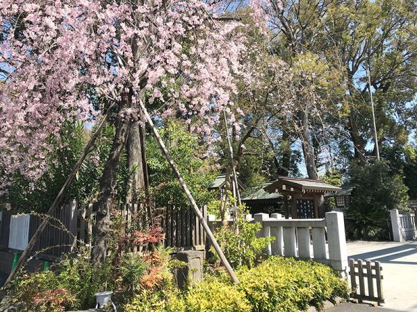 鳥居の横にある桜