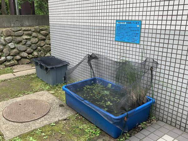 博物館の中庭にある杉並メダカの水槽。鳥避けのため、普段はネットで覆われている。奥の水槽では、和田堀公園の池のかいぼりで捕獲されたカメを飼っている