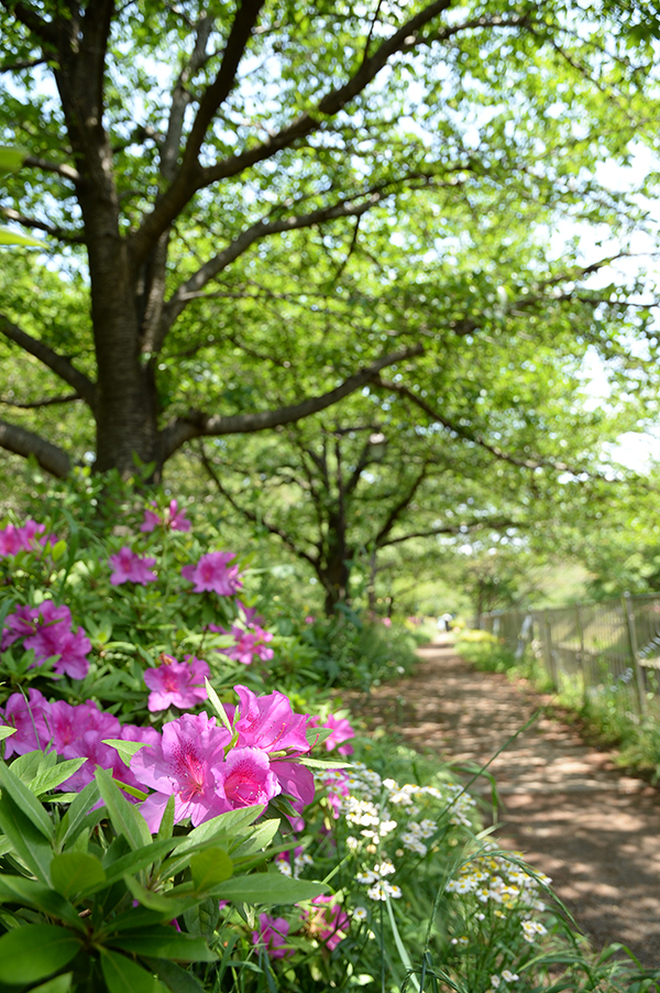 善福寺川沿いの遊歩道は、恋人たちの語らいの場