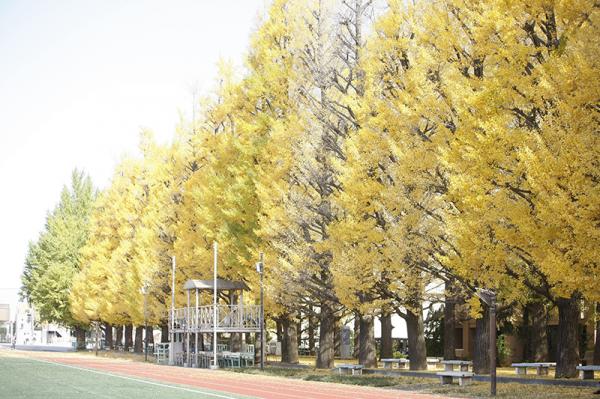 「杉並百景」に選ばれた「日大二高のイチョウ並木」は、開校時に植樹された。秋には日本大学幼稚園の園児がドングリや落ち葉を拾いに来る姿も見られる（写真提供：日本大学第二中学校・高等学校）