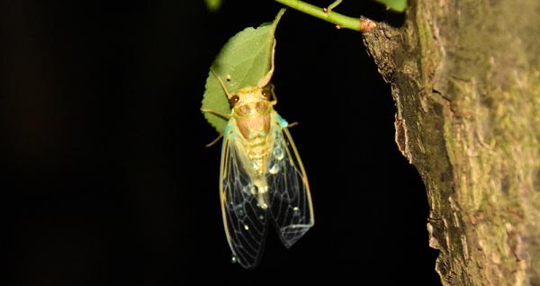 シワシワの羽が伸び、きれいな羽の形に