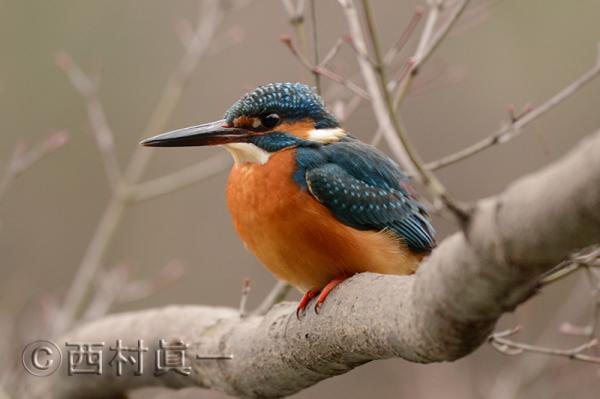 「東京の野鳥」切手セットに提供した善福寺公園のカワセミの写真（写真提供：西村眞一さん）