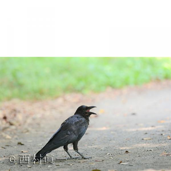 ハシボソガラス（幼鳥）。幼鳥は口の中が赤色<br>８月、都立善福寺公園で撮影