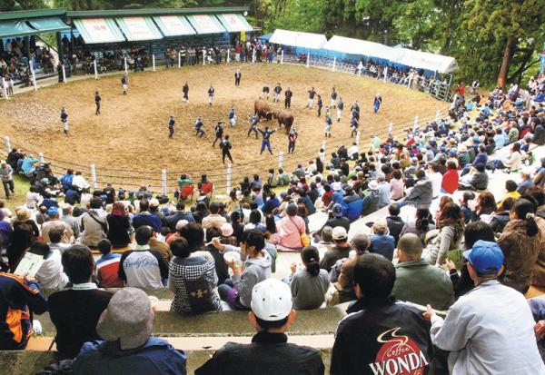 １ｔ超えの牛がぶつかり合う伝統行事「牛の角突き」。５～11月に毎月１回開催（写真提供：小千谷観光協会）