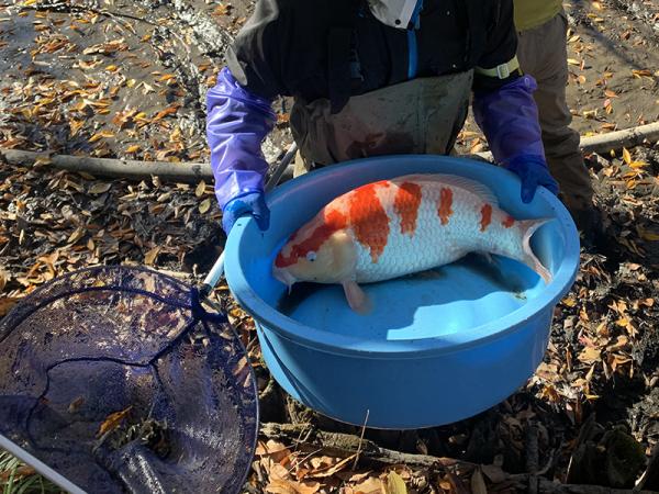 この大きなコイは外来種。「捕まえた生き物を運ぶのは、かなりの重労働」とのこと