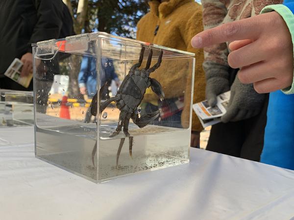 捕獲した生物の展示コーナー。子供たちもモズクガニやナマズなどに興味津々の様子だった