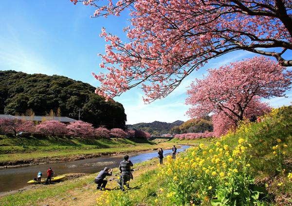 「みなみの桜と菜の花まつり」。青野川沿いに植えられた早咲きの800本の河津桜と菜の花畑、ピンクと黄色の色彩の共演（写真提供：南伊豆町観光協会）