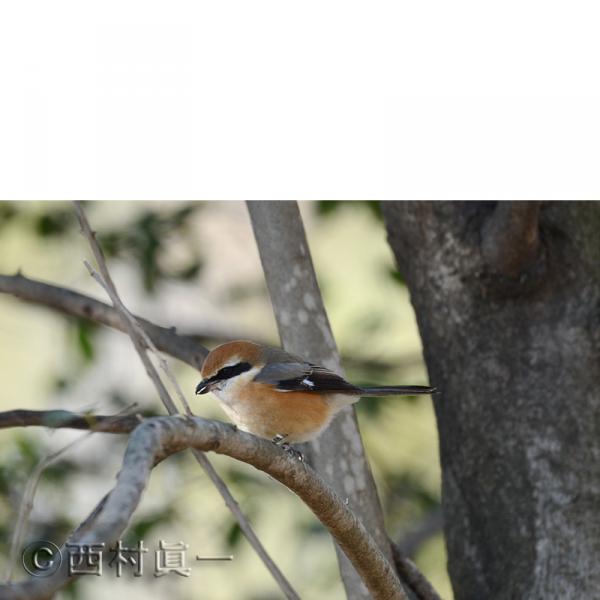 モズ（雄）。２月、都立善福寺公園で撮影