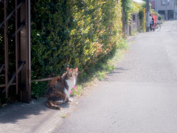 写真集『阿佐ヶ谷ラプソディ』より（写真提供：佐藤睦美さん）