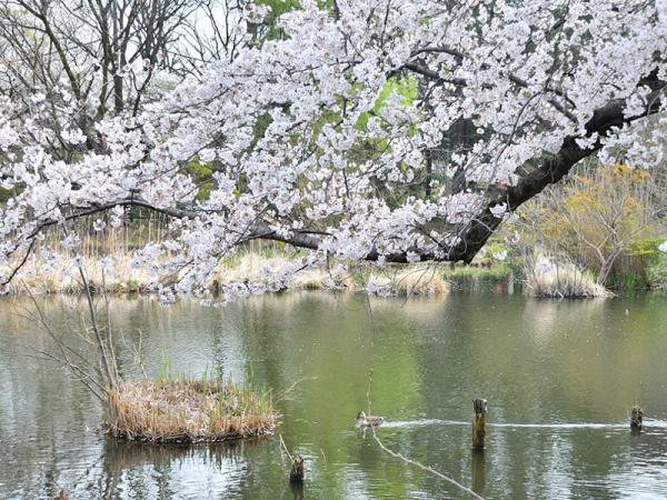 （撮影：2021年３月27日）