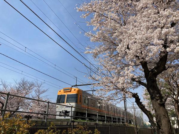 桜咲くウォーキングロード。線路沿いに設置されたウッドデッキは、井の頭線を間近に見られる子供たちの人気スポット（撮影：2021年３月20日）