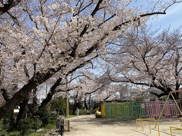 春の玉川上水第二・第三公園は、区内のお花見ポイントとしても有名