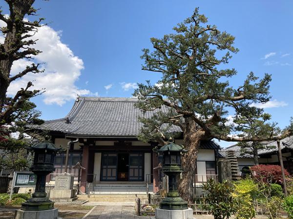 堂々たる姿で「宗源寺」本堂の前に立つラカンマキ