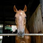 野馬追にも出場する大切なパートナーの馬