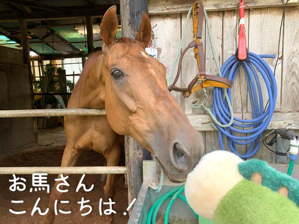 馬が家族の一員のようにかわいがられている