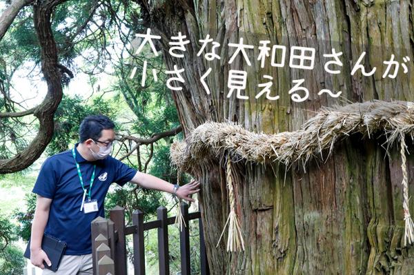 福島県指定天然記念物「大悲山の大杉」。木の高さと幹の太さにびっくり