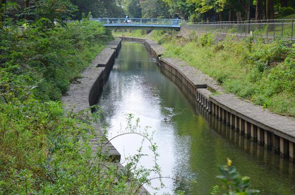 ニシオギカエルは善福寺川の畔（ほとり）で生まれたアマガエル。自然豊かな環境は人にも動植物にも駅キャラにも優しい