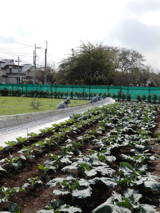 収穫体験用に栽培されているホウレンソウやチンゲンサイ