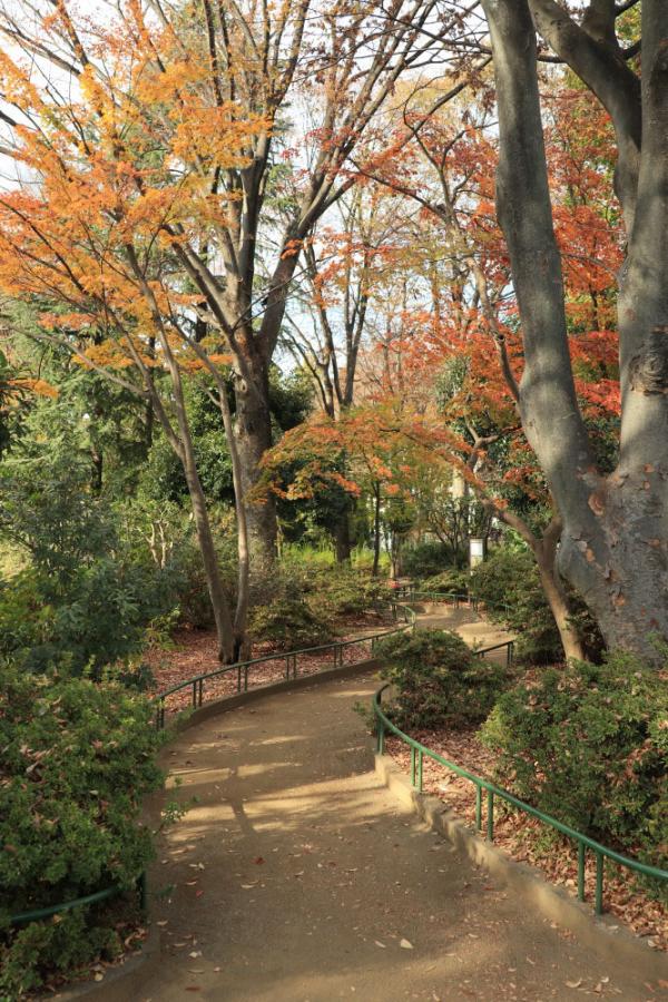 こんもりと茂る植込みの中の園路