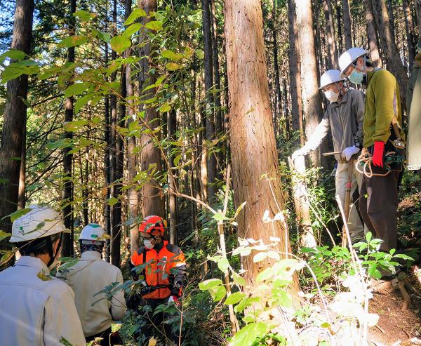 「青梅の森」での間伐作業