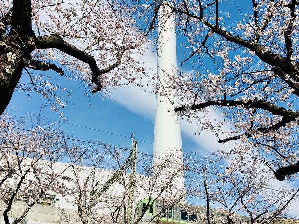 高井戸駅付近では、京王井の頭線と桜のコラボレーションも楽しめる（撮影：2022年３月28日）