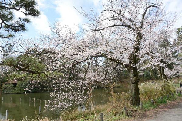 上池付近（撮影：2022年03月27日）