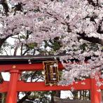 カメラに収めたくなる一の鳥居と桜の風景（撮影：2022年3月31日）