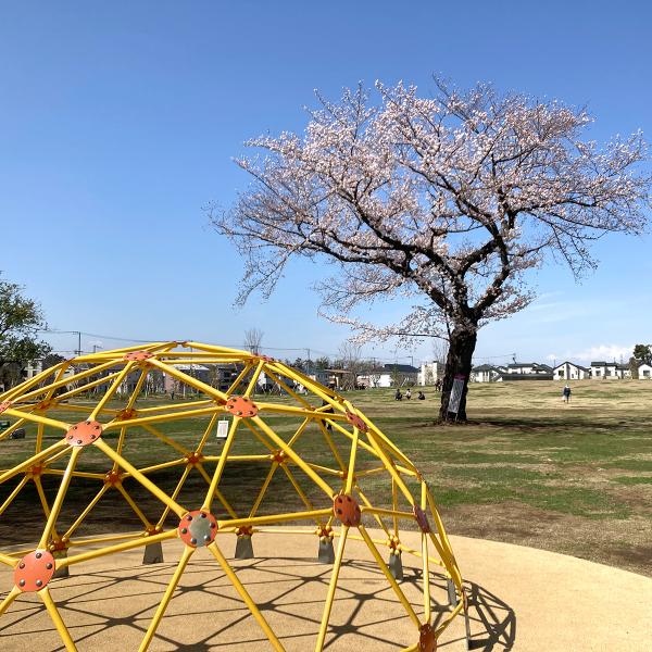 芝生広場に堂々と立つ一本の桜の木（撮影：2022年３月28日）
