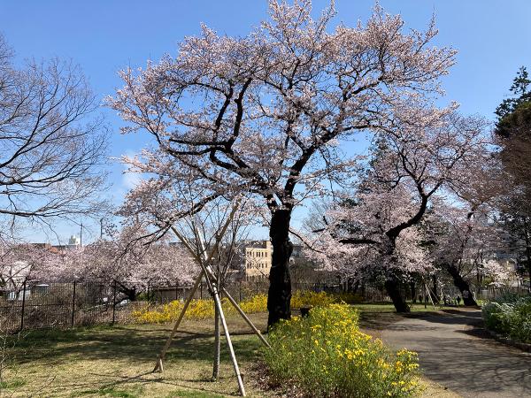 「富士見丘口」から広場へ続く北側ルート（撮影：2022年３月28日）