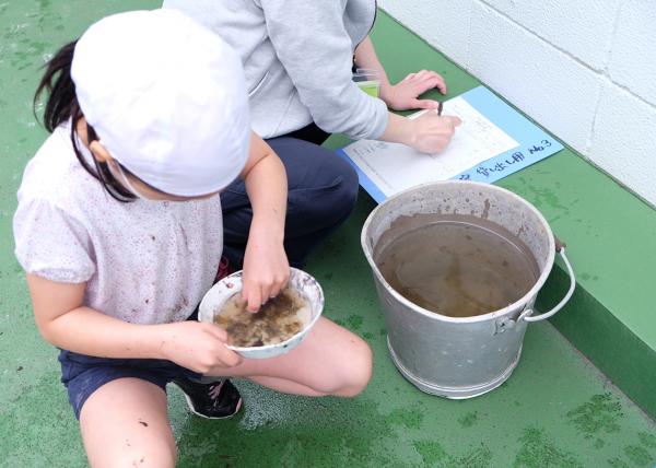 種類ごとに10頭ずつ小皿に分けて集計する