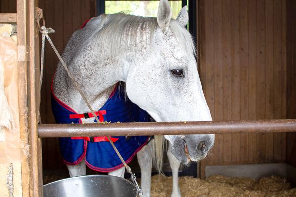 アシ毛の雄馬が２頭おり、馬術部の生徒が世話をしている