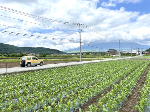 富士山を背景にとうもろこし畑が広がる