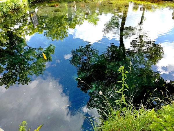 忍野八海一の湧水量と、空が映り込んだ景観が美しい湧池（わくいけ）