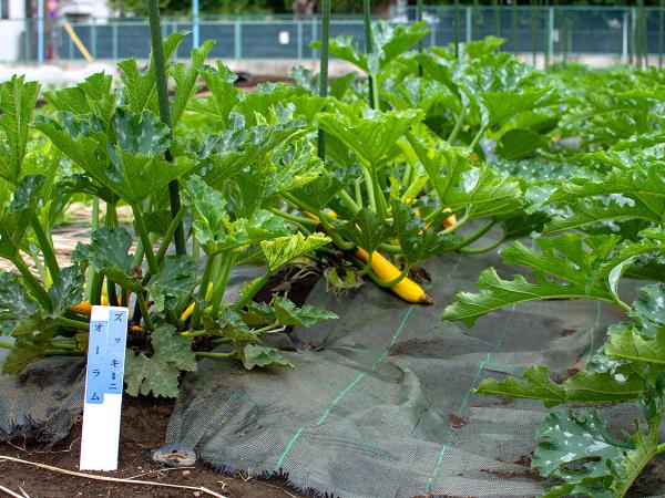 夏野菜として万能なズッキーニ。しっかりした形で色も鮮やか